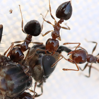 Acrobat Ant (Crematogaster sp) (Crematogaster sp)